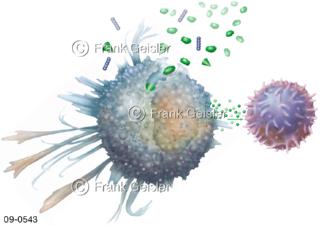 Immunreaktion Makrophage Fresszelle Phagozyt Leukozyt