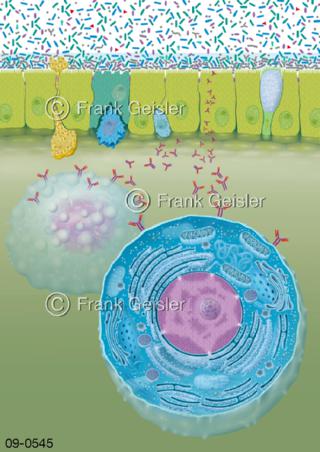 Immunsystem, Epithel der Schleimhaut Mukosa