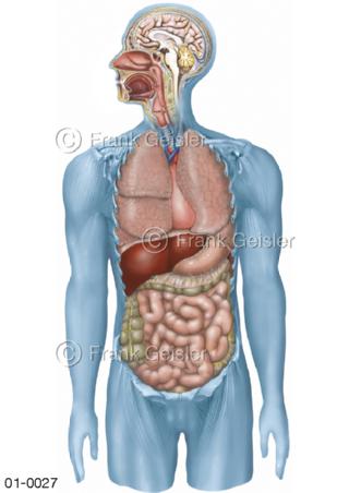 Anatomie innere Organe beim Mann von vorn