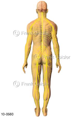 ZNS Nervensystem, Rückenmark mit Nervengeflecht