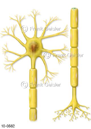 Aufbau einer  Nervenzelle Neuron