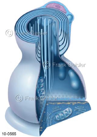 Synapse, Verbindung zwischen Neuronen