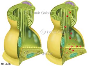 Axodendritische Synapsen passiv aktiv, Kontaktstellen zwischen Nervenzellen