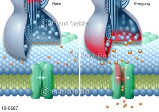 Nervensystem, Synapsen mit Erregung Natriumkanal Zellwand
