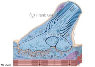 Muskelendplatte Endplatte, eine spezialisierte Synapse