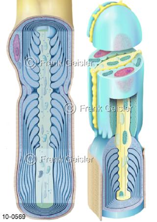 Nervenfaser Axon, Markscheide mit Nervenende