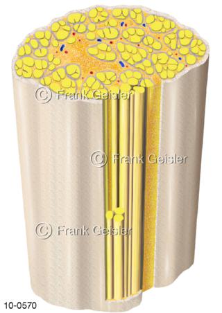 Nervenstrang mit Nervenfasern, Ischias Nerv