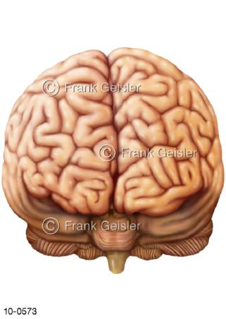 Gehirn Großhirnhälften Stammhirn frontal