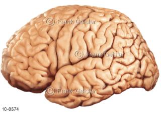 ZNS Gehirn, Großhirn Hirnlappen seitliche Furche von lateral