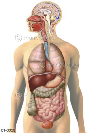 Übersicht innere Organe beim Mann von frontal