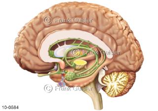 Medianschnitt durch Gehirn mit Strukturen des limbischen Systems