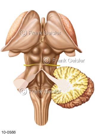 Hirnstamm und verlängertes Mark dorsal