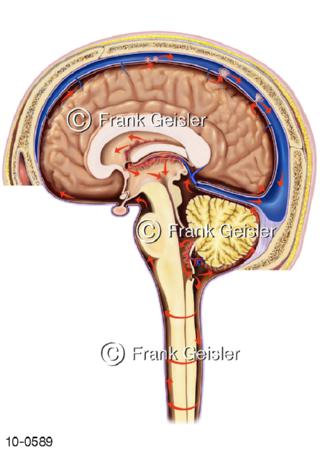 ZNS Gehirn mit Hirnwasser Liquor