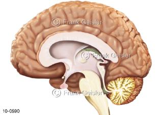 Gehirn Medianschnitt mit Thalamus Hirnstamm Kleinhirn