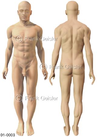 Anatomie Oberfläche Mann, ventral und dorsal