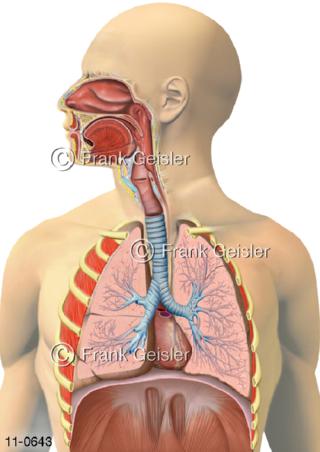 Atemsystem respiratorisches System Atemtrakt