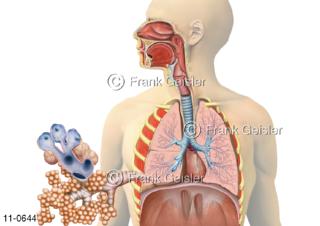Atemsystem, respiratorisches System, Atemtrakt, Atemtrakt des Menschen