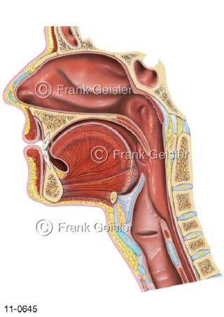 Atemtrakt Nasen-Rachen-Raum, Kehlkopf Hals