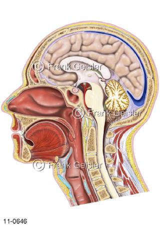 Längsschnitt Kopf, Nasen-Rachen-Raum Kehlkopf Luftröhre