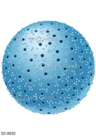 Zellkern, Hülle Nukleus einer Zelle