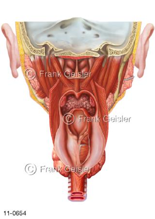 Nasen-Rachen-Raum mit Kehlkopf von dorsal