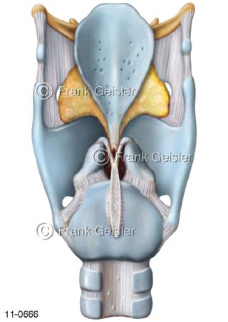 Kehlkopf Larynx mit Luftröhre Trachea dorsal