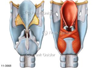 Kehlkopf Larynx, Kehlkopfskelett mit Kehldeckel Epiglottis, Ansichten dorsal