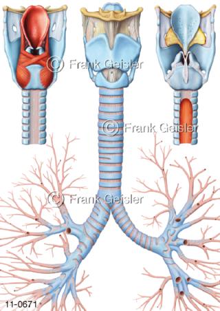 Ansichten Kehlkopf Larynx Kehlkopfskelett Luftröhre Trachea