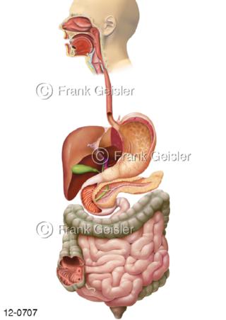 Verdauungssystem, Übersicht Verdauungstrakt