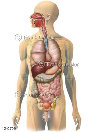Verdauungssystem, Organe Verdauungstrakt Mann