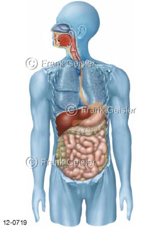 Verdauungssystem, Organe Verdauungstrakt Mensch