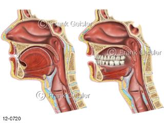 Verdauungssystem, Medianschnitt Mundhöhle Zunge Zähne Gebiss und Rachenraum