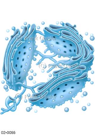 Zellorganell Golgi-Apparat einer Zelle