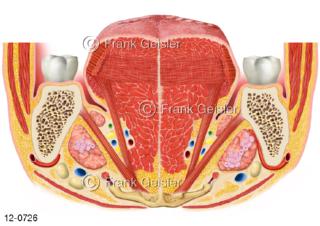 Verdauungssystem, Organ Zunge Lingua, Frontalschnitt Höhe Molar