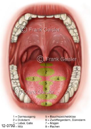 Zungendiagnostik Zungendiagnose Zunge