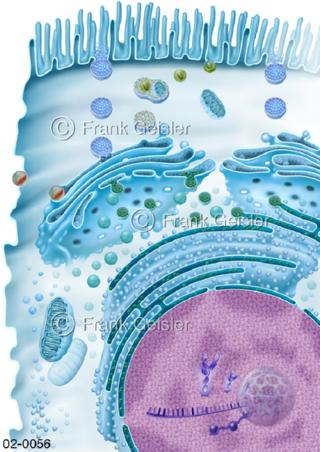Funktion ER und Golgi-Apparat in Zelle
