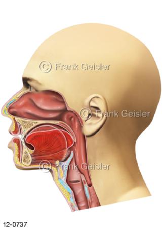 Verdauungssystem Mund mit Zunge, Kauen Mastikation