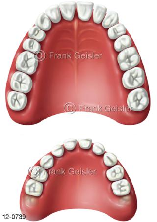 Gaumen und Zähne Erwachsener Kind