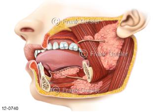 Oberkiefer Unterkiefer mit Muskulatur Zähne Zunge und Speicheldrüsen