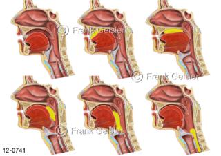 Verdauungssystem, Schluckakt Schluckreflex im Mund, Zunge Rachen Speiseröhre