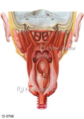 Pharynx Schlund Rachen Speiseröhre Oesophagus dorsal
