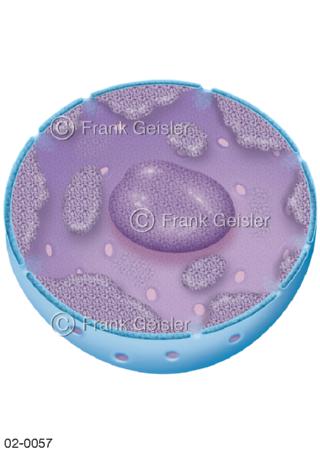 Chromatin in Zellkern einer Zelle