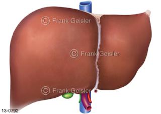 Verdauungsorgan Leber mit Gallenblase, Ansicht von vorn