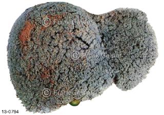 Verdauungsorgan Leber Hepar, Korrosionspräparat mit Lebergefäße