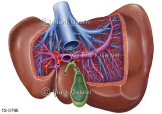 Verdauungsorgan Leber Hepar mit Gallenblase Pfortader und Lebergefäße von dorsal