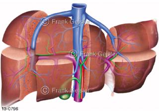 Lebersegmente, funktionelle Untereinheiten der Leber Hepar mit Gallenblase und Lebergefäße