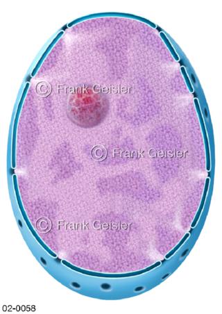 Ovaler Zellkern, Nukleus mit Nucleolus