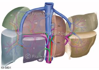 Lebersegmente der Leber Hepar mit Gallenblase und Lebergefäße