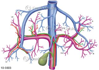 Leber Hepar, Gefäße Blutgefäße zur Versorgung der Lebersegmente
