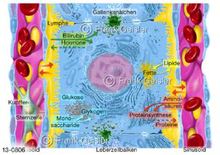 Histologie Leberzelle Hepatozyt mit Zellkompartimente, Stoffwechsel der Leber